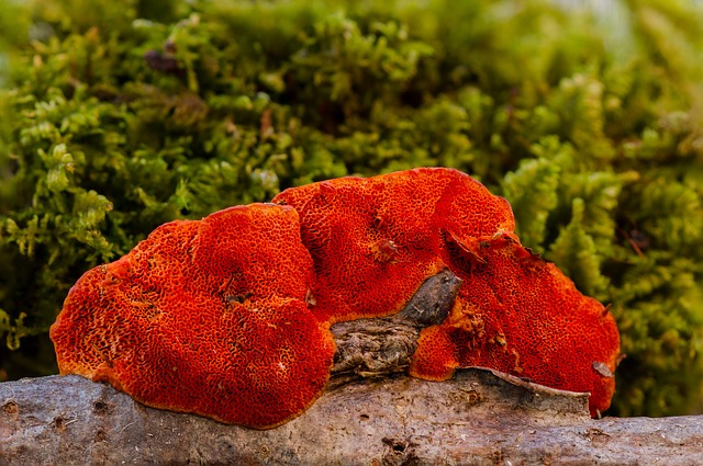 houba reishi